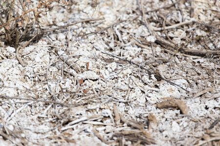 salt on the ground in natureの写真素材