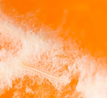 orange as a background. super macroの写真素材
