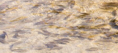 fish across surface of water in nature.