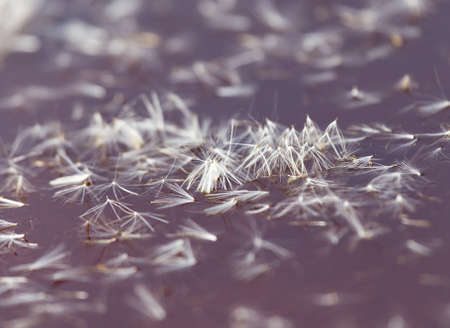 fluff from a dandelion on the surface of the water in nature