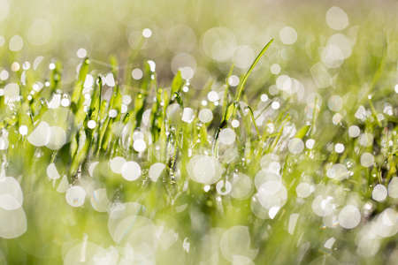 drops of dew on the green grass. macro