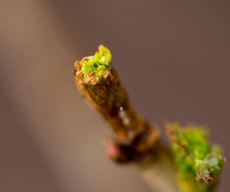 bud on a branch. macro