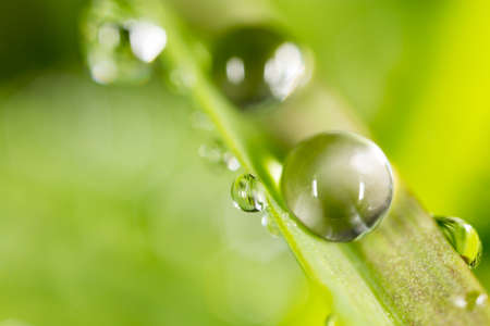Water drops on the fresh green shoot. Super Macro
