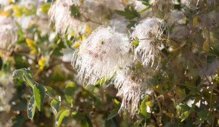 fluffy plant in nature as a background