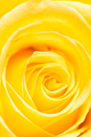 yellow rose petals as a background. macroの写真素材