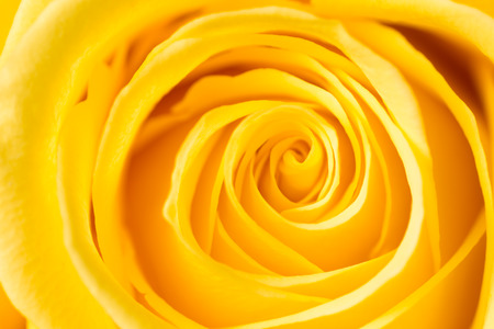 yellow rose petals as a background. macroの写真素材