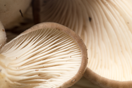 pileus as background. macroの写真素材