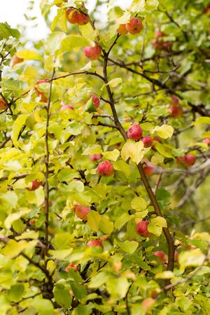 ripe apples on the tree in natureの写真素材