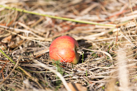 apple lying on the ground in natureの写真素材