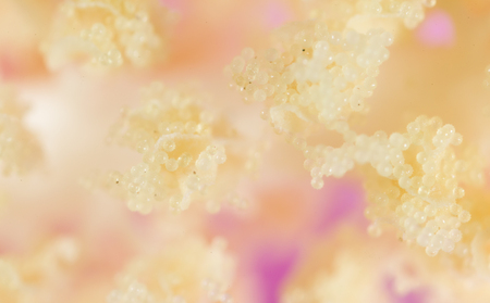 pollen in flower at nature. super macroの写真素材