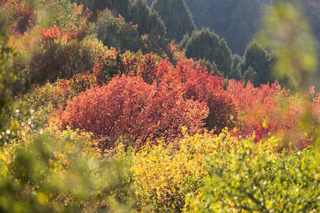 colorful leaves on a tree in autumnの写真素材