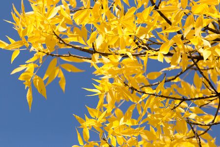 Yellow leaves on autumn trees against the blue skyの写真素材