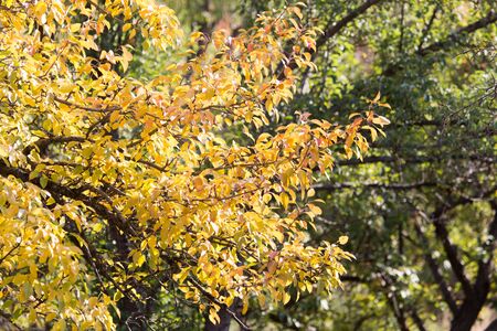 yellow leaves on the tree in autumn