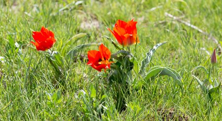 Wild red tulips in natureの写真素材
