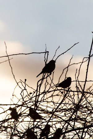 bird sparrows on a tree at sunrise sunの写真素材