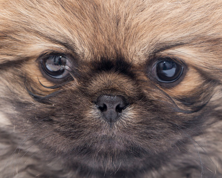 beautiful portrait of a small fluffy puppyの写真素材
