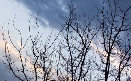 bare branches of a tree at sunrise sunの写真素材