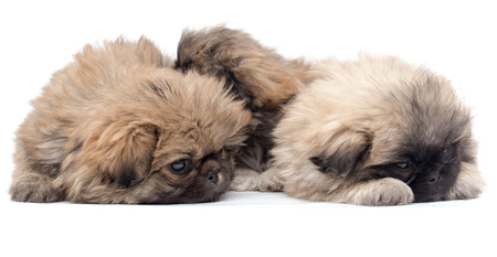 two beautiful fluffy little puppies on a white backgroundの写真素材