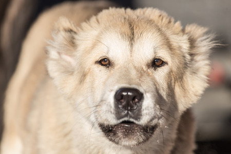 Portrait of a dogの写真素材