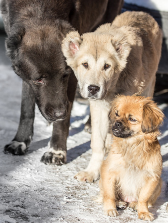 portrait of three dogsの写真素材