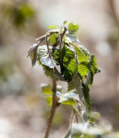 dead raspberry leaves after frost in spring