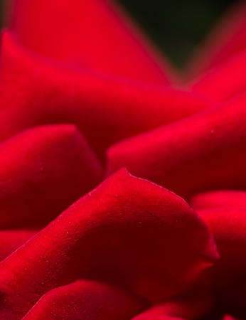red rose as a background. closeの写真素材