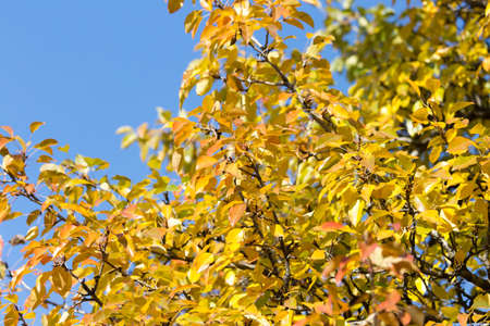 Yellow leaves on autumn trees against the blue sky