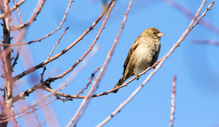 Sparrow on a tree against the blue sky