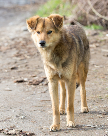 Portrait of a dog on the natureの写真素材