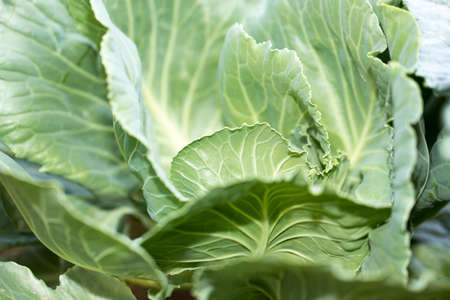 cabbage leaves as a backgroundの写真素材