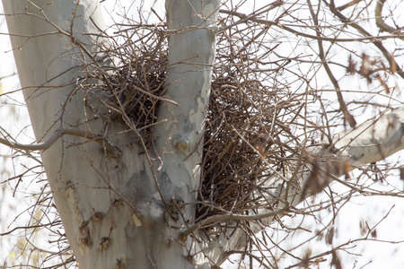 Bird nest on a tree