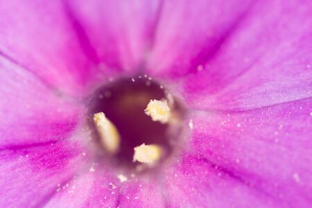 pollen in flower at nature. super macroの写真素材