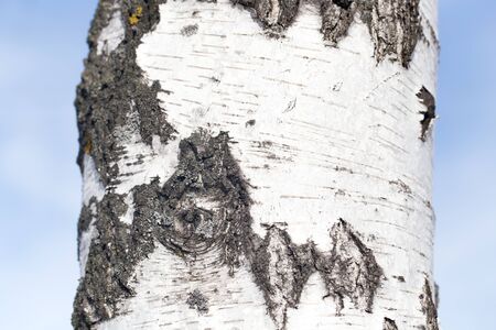 trunk of a birch against the blue sky
