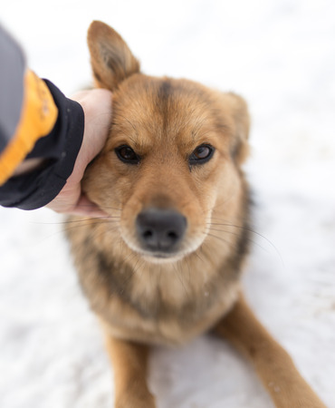 dog weasel hand winter outdoorsの写真素材