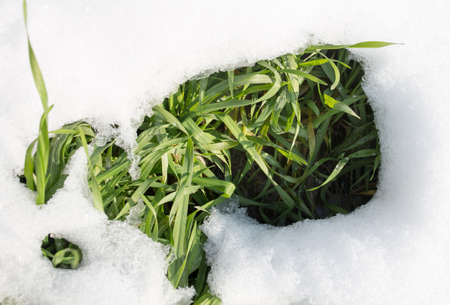 snow on the green grassの写真素材