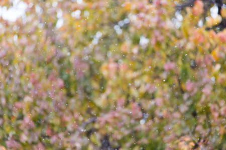 the first snow in the autumn as a background