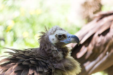 bird hawk nature