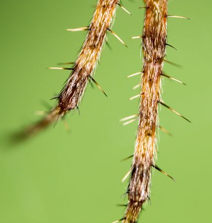 foot spider. Super Macroの写真素材