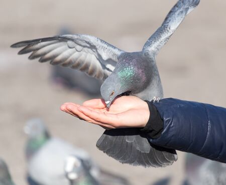 Pigeon on the hand on natureの写真素材