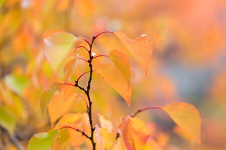 red leaves on a tree in autumn