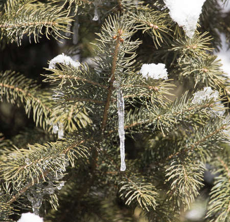 snow on the branches of spruce winter
