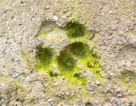Dog footprint in concrete in natureの写真素材