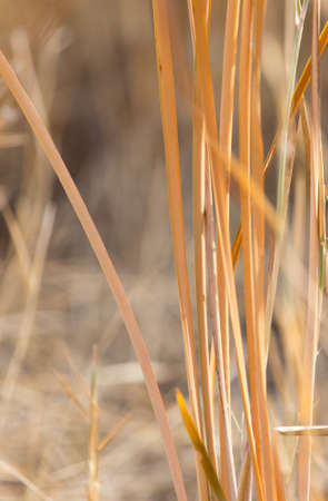 Yellow reeds in nature in autumnの写真素材