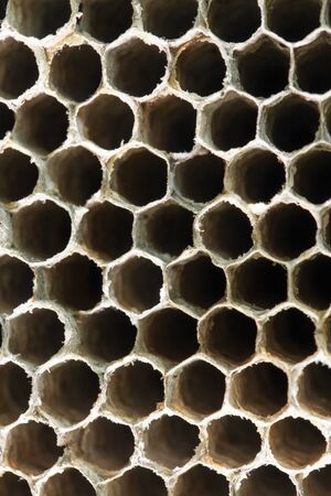 honeycomb wasp as a background. texture