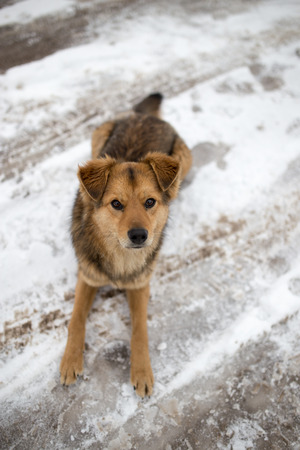 dog portrait outdoors in winterの写真素材