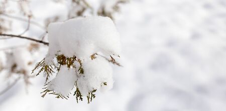 Snow on the tree in nature