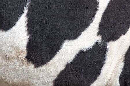 cow skin as a backgroundの写真素材