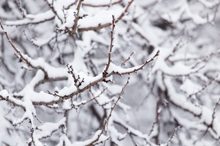 Snow on the tree in natureの写真素材