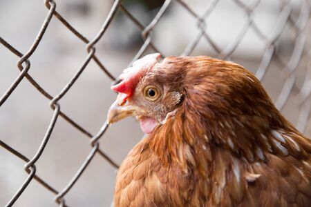 chicken near the fence on the farmの写真素材