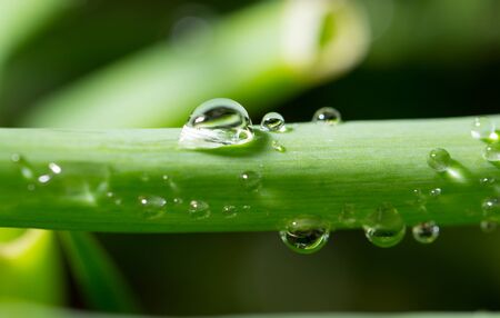 rain drops on a green grassの写真素材